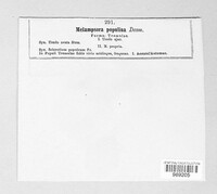 Melampsora populina image
